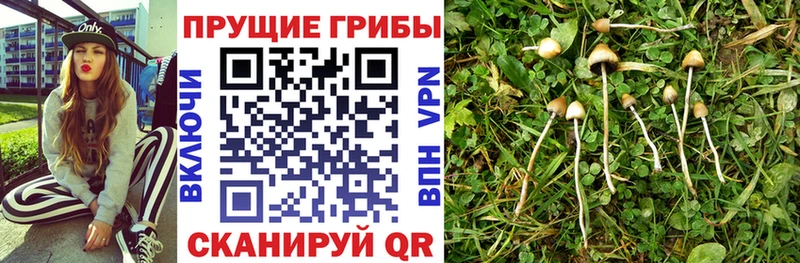 закладки  Барыш  Псилоцибиновые грибы мицелий 
